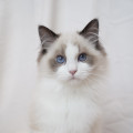 Ragdoll