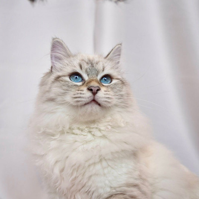 Artboard 1 Cat