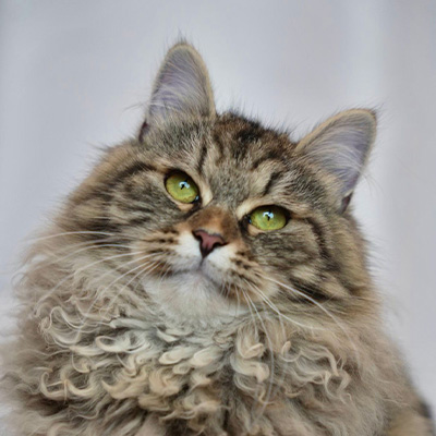 Artboard 5 Cat